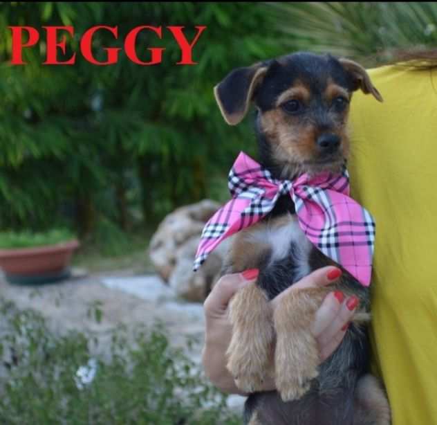 Peggy cucciola in adozione cerca casa