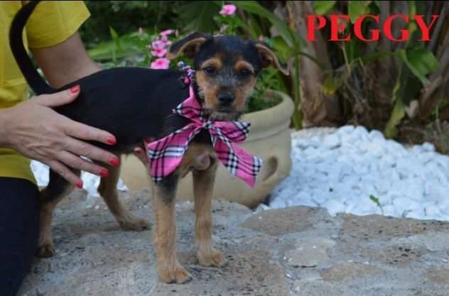 Peggy cucciola in adozione cerca casa
