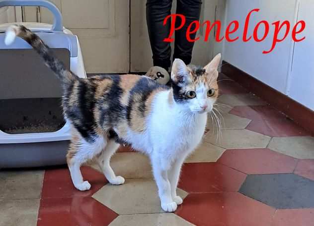 PENELOPE, dolce gatta in adozione