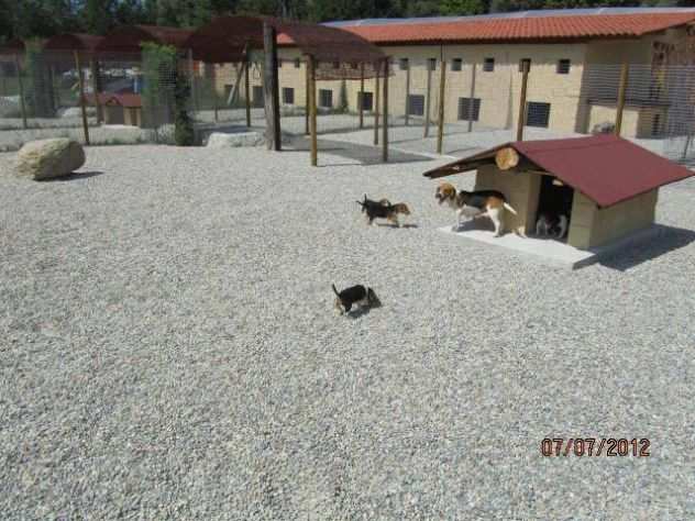 PENSIONE HOTEL DOGSITTER CATSITTER ALLEVAMENTO PER CANI E GATTI