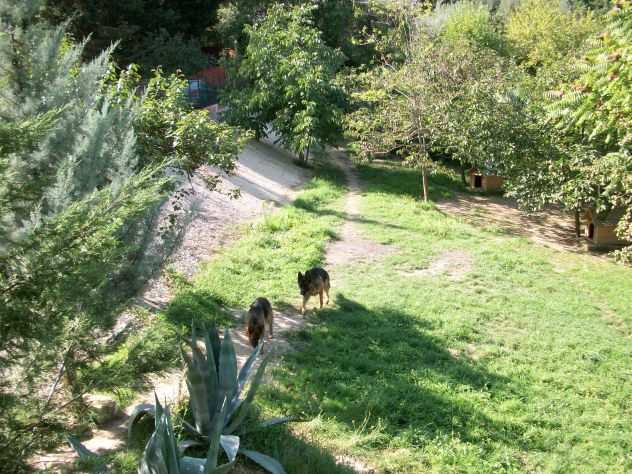 Pensione per Cani in Basilicata in provincia di Potenza