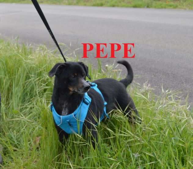 Pepe il piccolo cagnolino simpatico