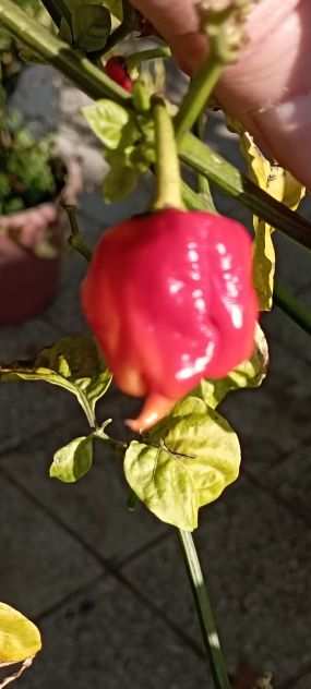 Peperoncini Carolina Reaper, ecc...Semi.....