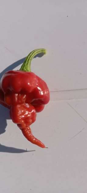 Peperoncini Carolina Reaper, ecc...Semi.....