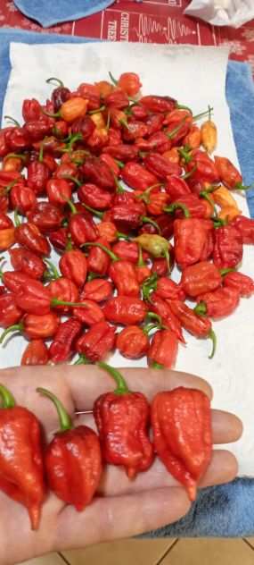 Peperoncini Carolina Reaper, ecc...Semi.....