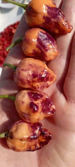 Peperoncini Carolina Reaper, ecc...Semi.....