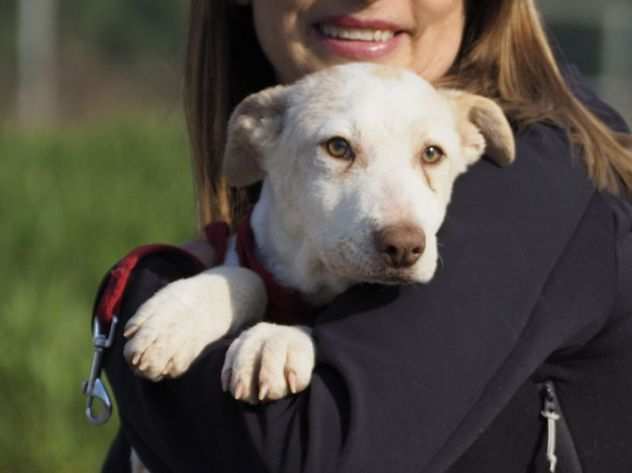 PERLA, CUCCIOLA 56 MESI, TAGLIA MEDIOPICCOLA, SCAMPATA DALLA MORTE CERCA CASA