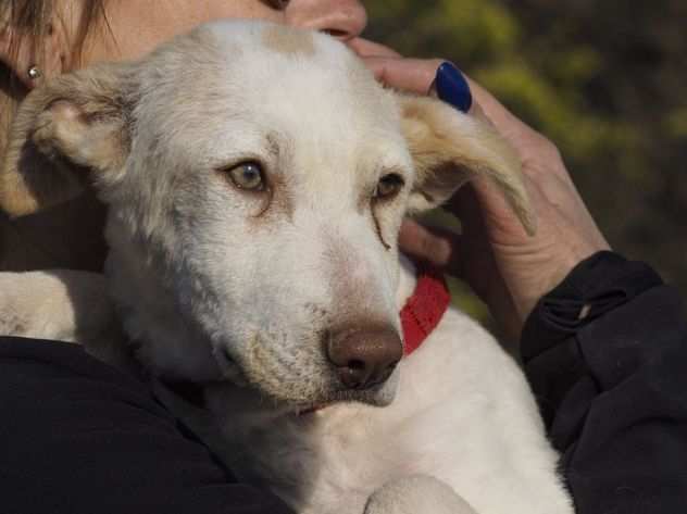 PERLA, CUCCIOLA 56 MESI, TAGLIA MEDIOPICCOLA, SCAMPATA DALLA MORTE CERCA CASA