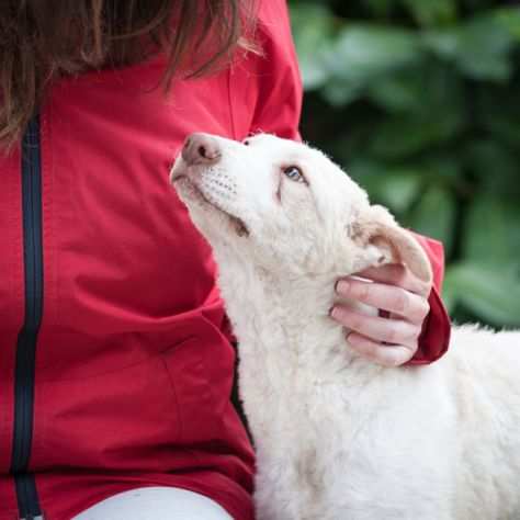 PERLA, CUCCIOLA 56 MESI, TAGLIA MEDIOPICCOLA, SCAMPATA DALLA MORTE CERCA CASA