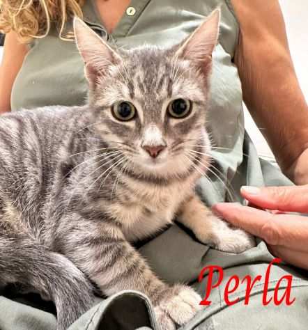 PERLA, dolce gattina in adozione