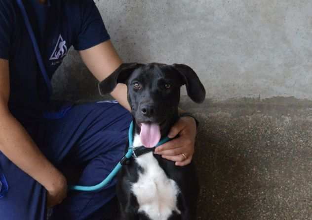 PERLYN - cane taglia media in adozione