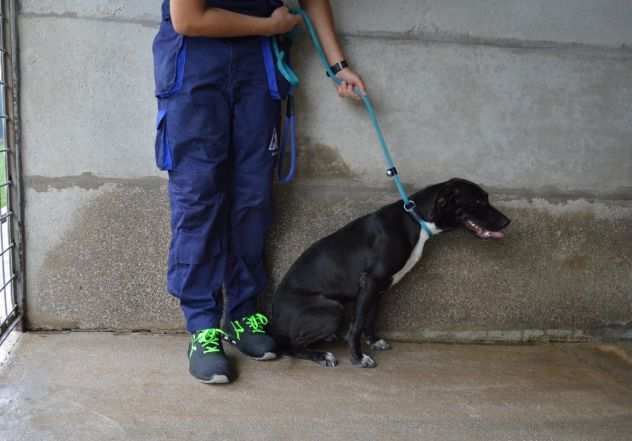 PERLYN - cane taglia media in adozione