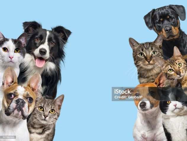 Pet Sitting, Dog sitter, cat Sitter , roditori e conigli