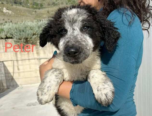 Peter cucciolo simil border collie