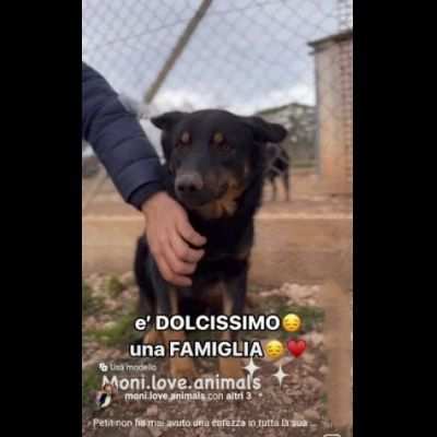 PETIT CERCA CASA, CAGNOLINO IN ADOZIONE