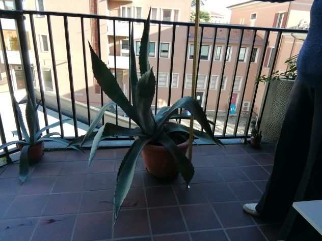 Pianta agave