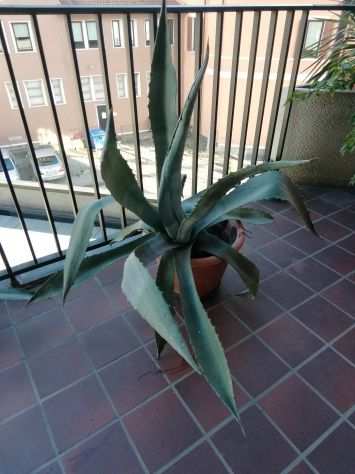 Pianta agave