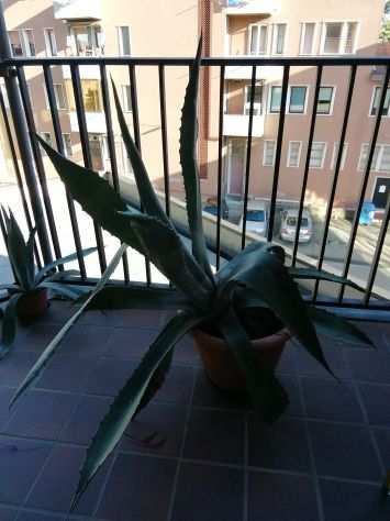 Pianta agave