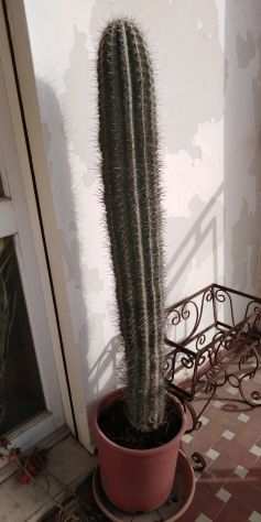 Pianta grassa cactus Pachycereus pringlei