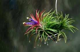 Pianta Tillandsia