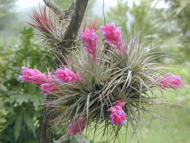 Pianta Tillandsia