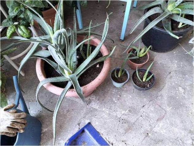 Piante di Aloe vera