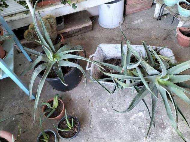 Piante di Aloe vera