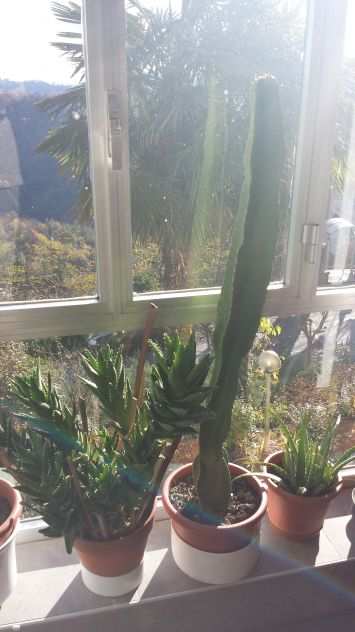 piante grasse quali crossula ovata-giada, cactus,