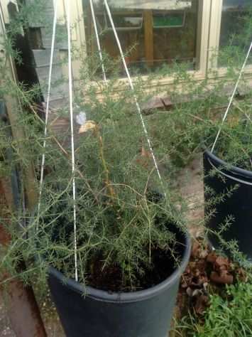 Piante invasate di asparago selvatico (acutifolius)