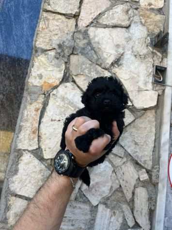 Piccola di colore nero barboncino Nano