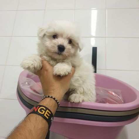 Piccola femmina di maltese toy vaccinata