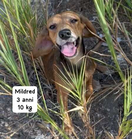 Piccole cagnoline. Sole in rifugio.