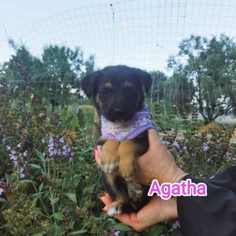 Piccoli orsacchiotti senza casa