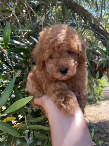 Piccolo cagnolino di barboncino colore albicocca