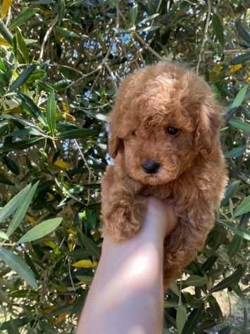 Piccolo cagnolino di barboncino colore albicocca