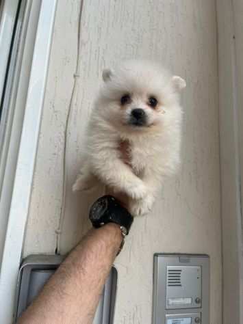 Piccolo Cucciolino di spitz della Pomerania bianco vaccinato