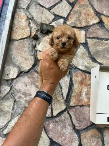 Piccolo cucciolo di barboncino toy italiano mini color albicocca