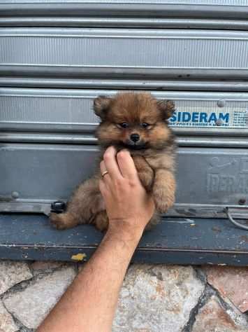 Piccolo cucciolo volpino della pomerania fulvo