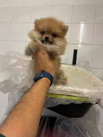 Piccolo Spitz Pomerania fulvo vaccinato