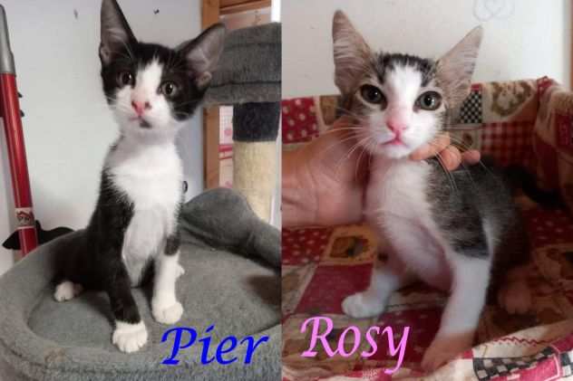Pier e Rosy, adorabili micini in adozione