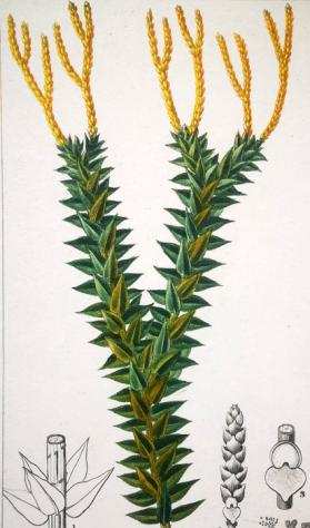 Pierre Jean Franccedilois Turpin - Botany Original Engraving on Medical - 1830