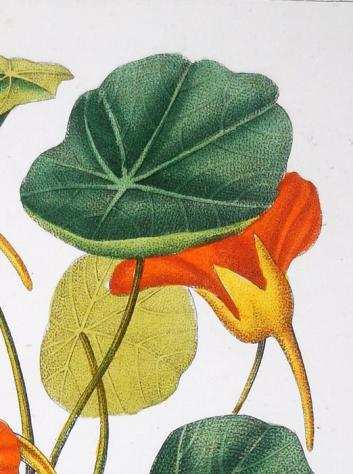 Pierre Jean Franccedilois Turpin - Botany Original Engraving on Medical - 1830