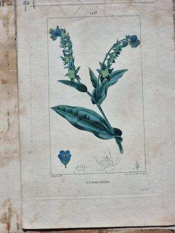 Pierre Jean-Francois Turpin - Engravings from La Flore Medicale - 1814