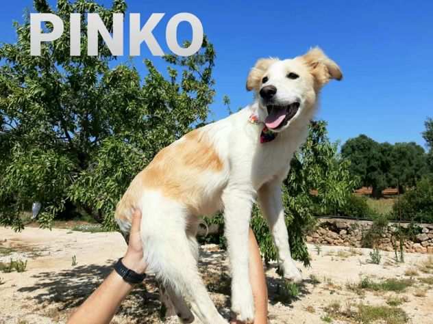 PINKO bel cucciolotto