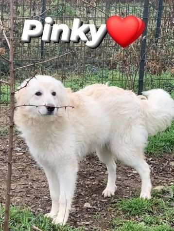 Pinky 10mesi medio grande salvata da morte certaPAVIA