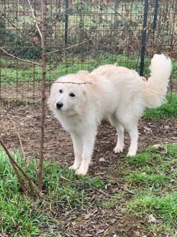 Pinky 10mesi medio grande salvata da morte certaPAVIA