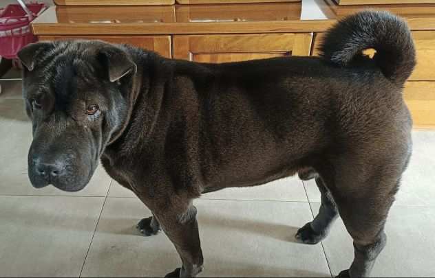 Pino 7 anni sharpei cieco