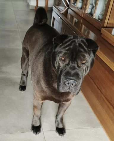 Pino 7 anni sharpei cieco