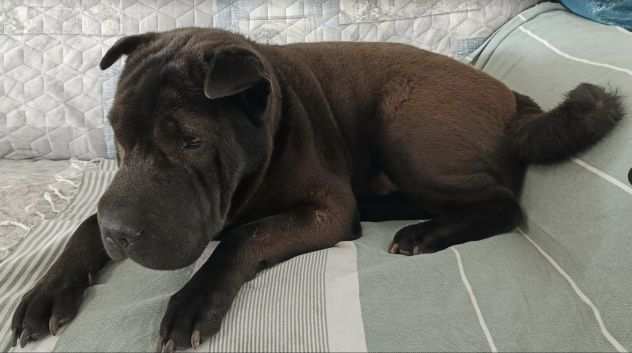 Pino 7 anni sharpei cieco