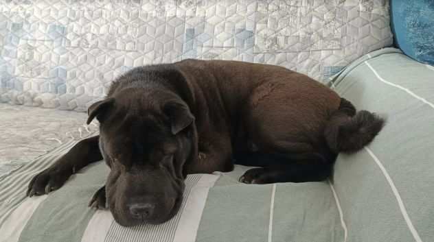 Pino 7 anni sharpei cieco